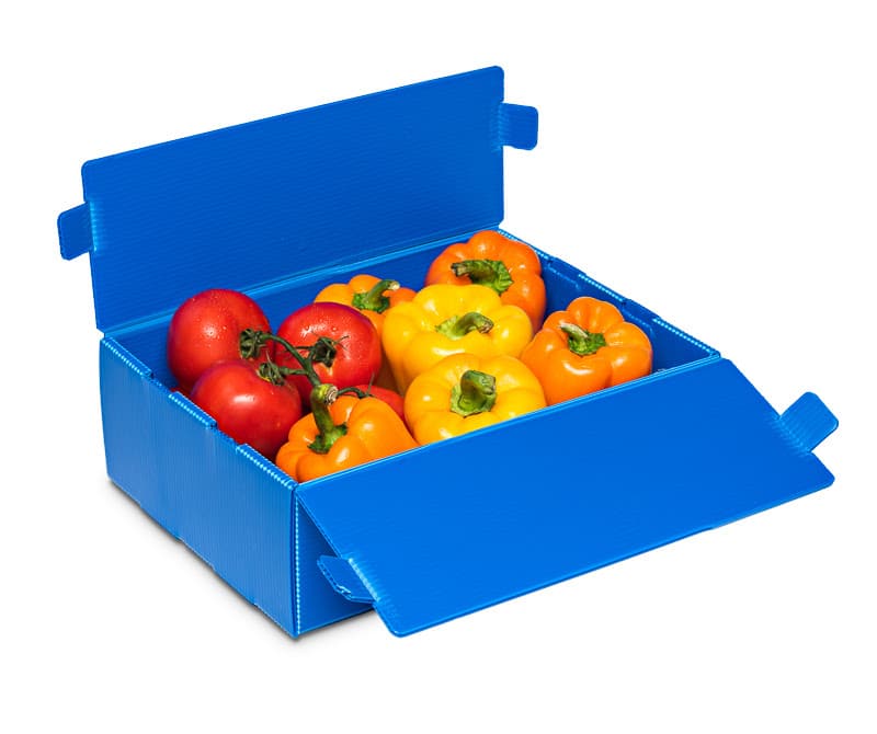Polypropylene Custom Container for Fruit