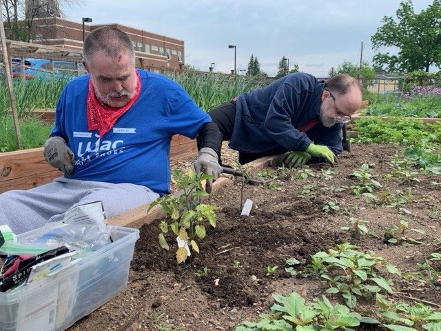 Two gardeners plant seedlings in a raised garden bed, one wearing a Udac shirt